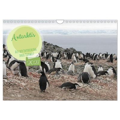 Antarktis Auf der Entdeckung ihrer Tierwelt (Wandkalender 2027 DIN A4 quer), CALVENDO Monatskalender