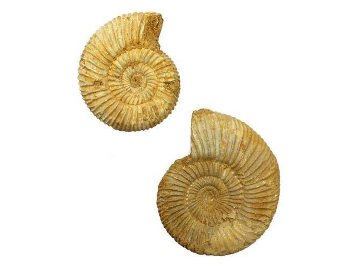 Lot van 2 ruwe Ammonieten fossielen uit Madagaskar 297 gram