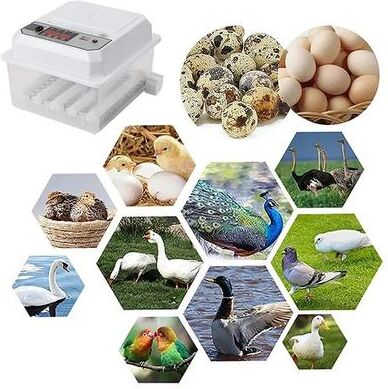 Perfect Picks Market Egg Automatic Mini Incubator With Dual Power & Auto Turning For Poultry, Ducks, Geese & Birds Home Use Egg Automatic Mini Incubator With Dual Power & Auto Turning For Poultry, Ducks, Geese & Birds Home Use