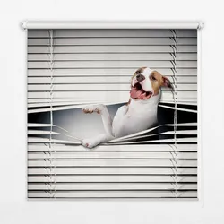 INNENROLLO - Fensterrollo - Rollo - 140x140 cm - Hund