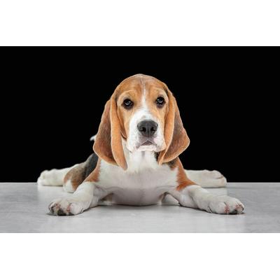 Fototapete PAPERMOON "Hund", bunt, B:4,5m L:2,8m, Vlies, Tapeten