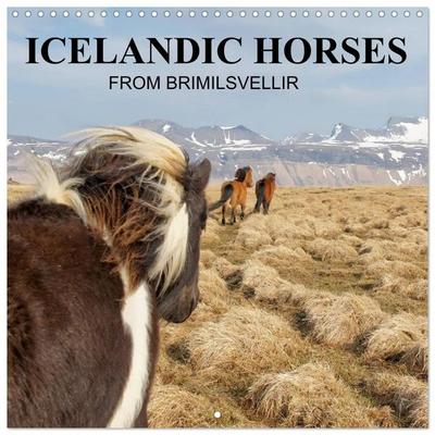 ICELANDIC HORSES from BRIMILSVELLIR (Wall Calendar 2027 12 × 12 Inch) CALVENDO 12 Month Wall Calendar