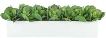 Creative Labs Echeveria Arrangement in Fiberstone Planter