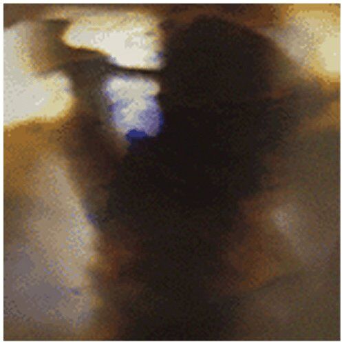 Animal Collective - Fall Be Kind (Minialbum) - Preis vom 10.10.2026 11:48:34 h
