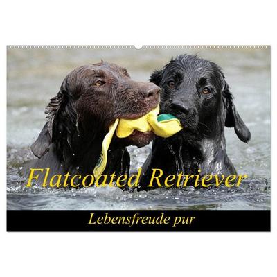 Flatcoated Retriever (Wandkalender 2027 DIN A2 quer), CALVENDO Monatskalender