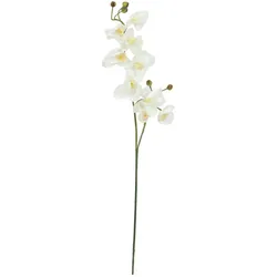 EUROPALMS Orchideenzweig, künstlich, creme-weiß, 100cm