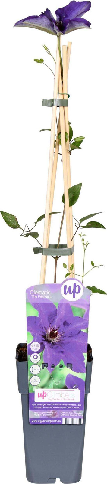 Clematis 'The President' Klimop door Hoogeveen Plants BV