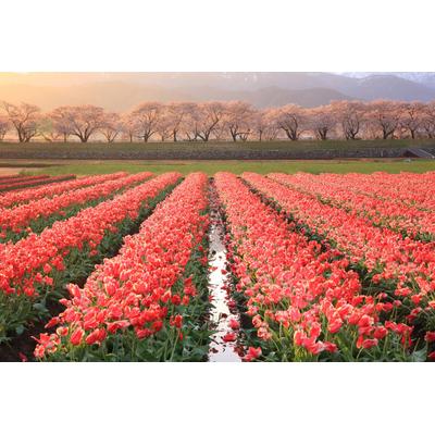 Fototapete PAPERMOON "Blumenfelder", bunt, B:2,5m L:1,86m, Vlies, Tapeten