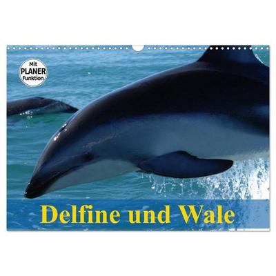 Delfine und Wale (Wandkalender 2026 DIN A3 quer), CALVENDO Monatskalender