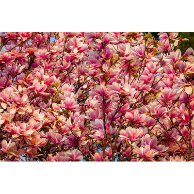 Fototapete PAPERMOON "Blüten Baum", bunt, B:4,5m L:2,8m, Vlies, Tapeten