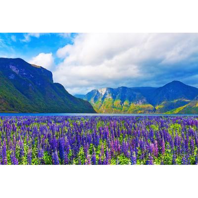 Fototapete PAPERMOON "FJORD-NORWEGEN GEBIRGE BLUMEN SONNE WALD FLUSS BÄUME", bunt, B:4,5m L:2,8m, Vlies, Tapeten