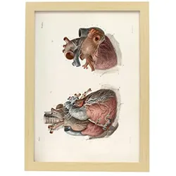 POSTER Medizinische Illustrationen – Herz & Vagus A3 Rahmen Aus Hellem Holz