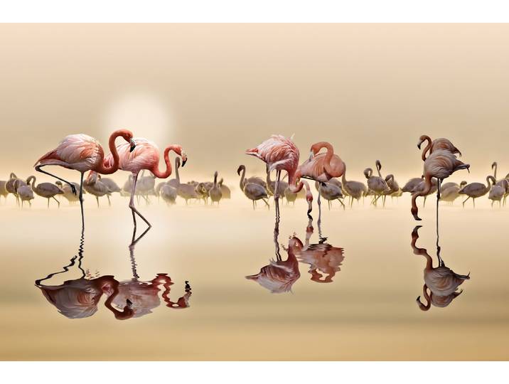 Fototapete PAPERMOON Photo-Art NASSER OSMAN, FLAMINGOS , bunt, B:3,5m L:2,6m, Vlies, Tapeten, Fototapete