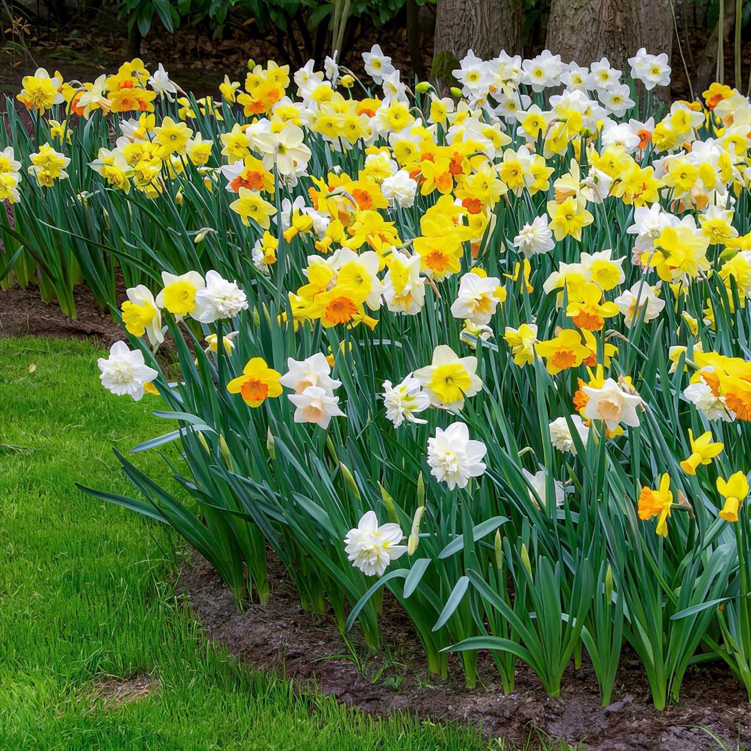 Dutch Bulbs Osterglocken Narcissenbollen - 25 stuks - Winterhard en meerjarig - Geurende planten voor tuin en pot