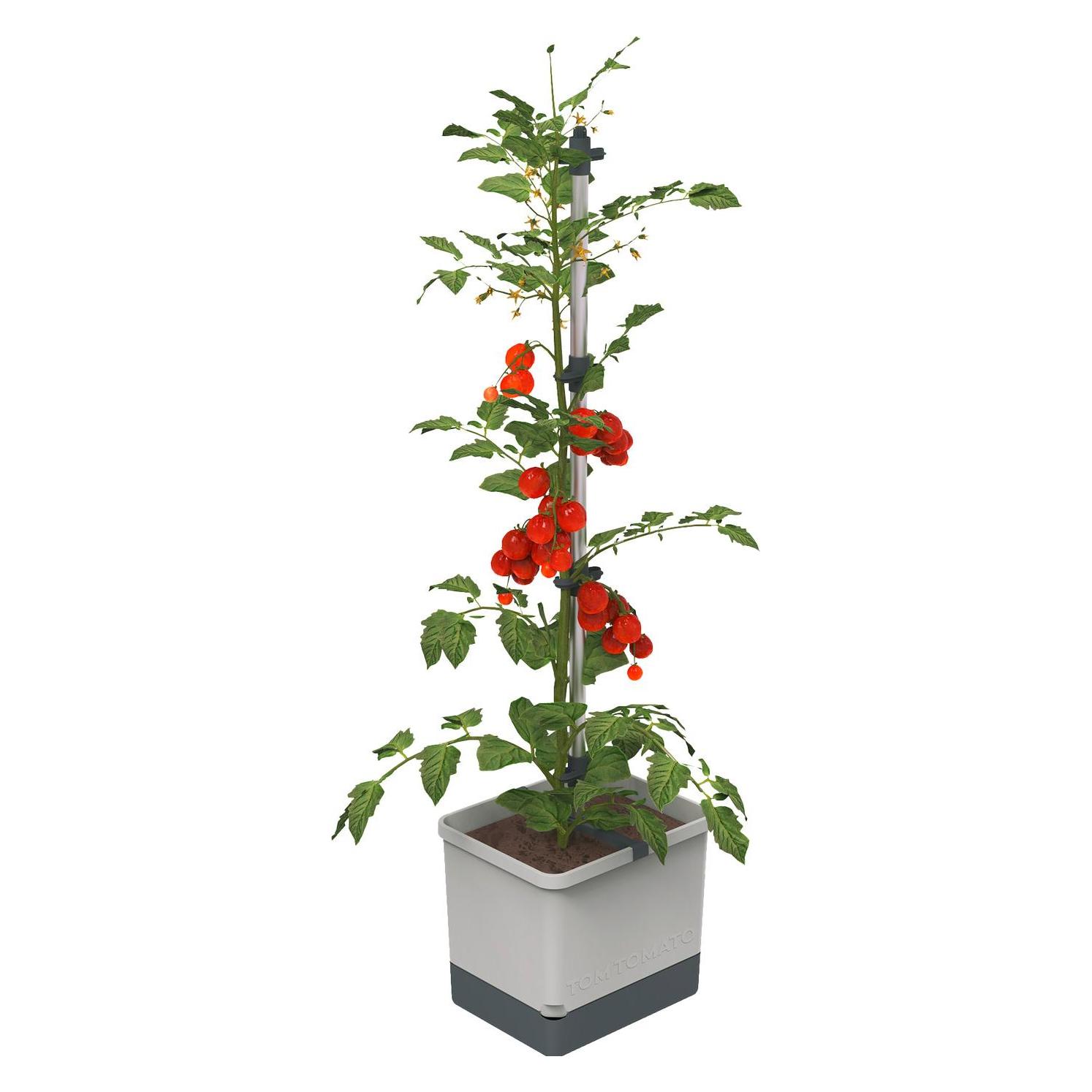 Gusta Garden Tom Tomato (34.70 x 27.70 x 135.40 cm) (100610)