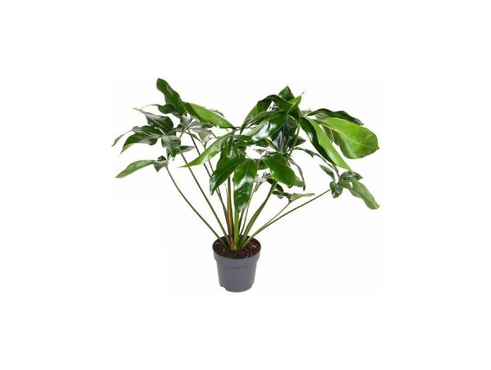 Philodendron GreenWonder Ø24
