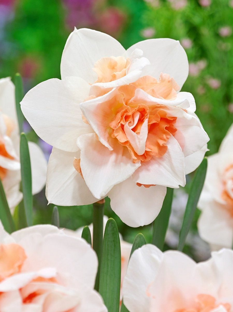 15x Narcissen Replete BULBi Bloembollen