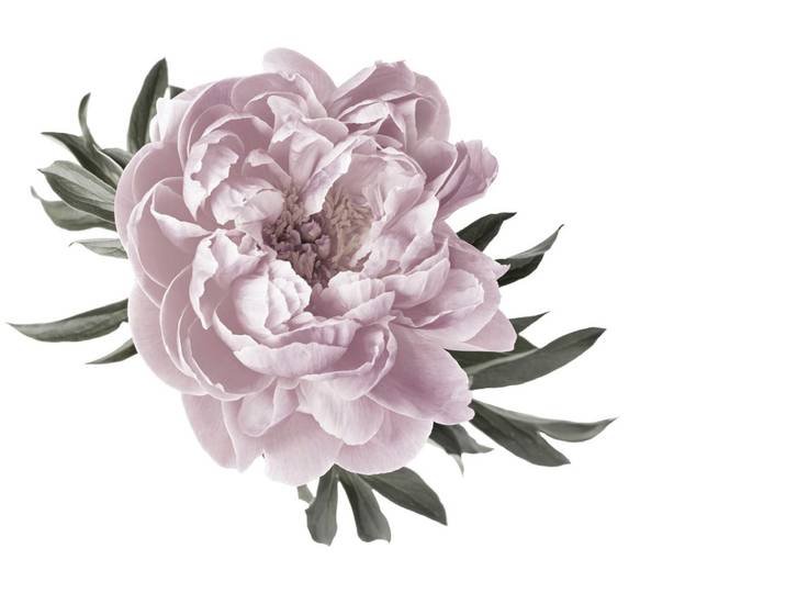 Wandtattoo QUEENCE Amelie , rosa, B:70cm H:70cm, Folie, Wandtattoos, Wandtattoo, Wandbild, Sticker, rosa, Blume, Blüte, selbstklebend