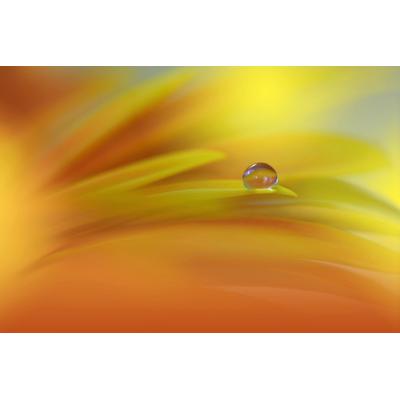 Papermoon "Zen Wassertropfen mit Blume Makro"