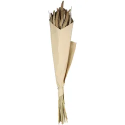 Chic Antique Fleur getrocknete Seterea Blumen, L75 cm, natur