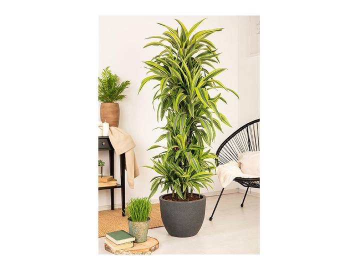 Qualité & Prix Dracaena Lemon Lime ⌀ 21 cm