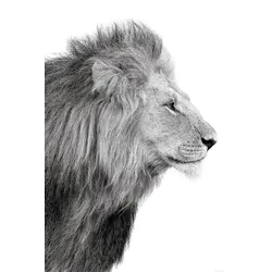 Bild LIONS PROFILE (BH 60x90 cm) - BH 60x90 cm