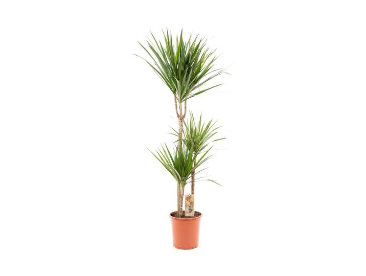 Dracaena marginata Ø21cm - Drachenbaum