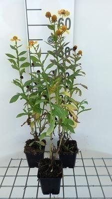 6x Helenium hybridus Kanaria Zonnebloem in pot van 9 x 9 cm van GRDplanten