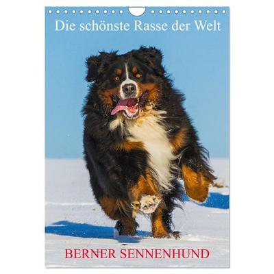 Die schönste Rasse der Welt - Berner Sennenhund (Wandkalender 2026 DIN A4 hoch), CALVENDO Monatskalender