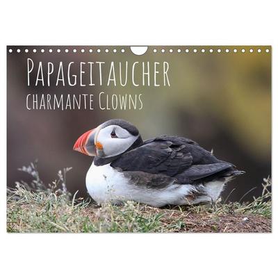 Papageitaucher - charmante Clowns (Wandkalender 2026 DIN A4 quer), CALVENDO Monatskalender