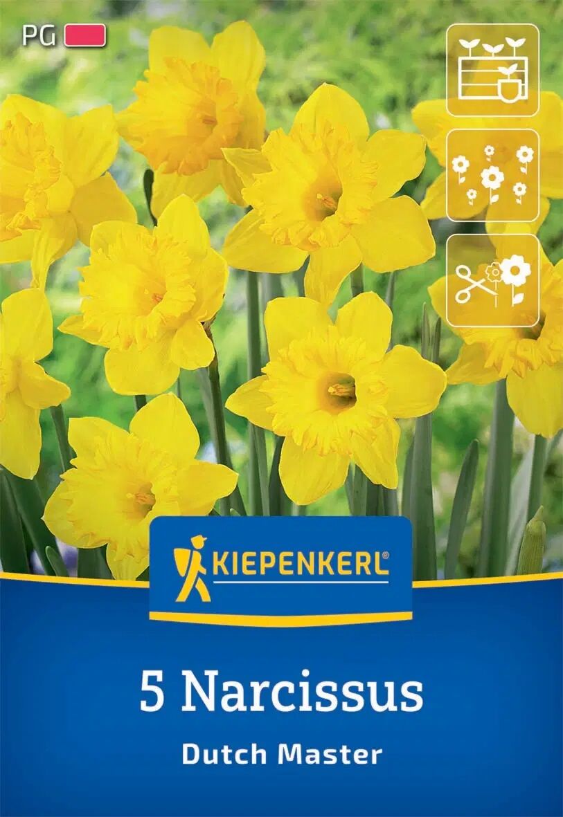 Kiepenkerl Herbstblumenzwiebel Trompeten-Narzisse Dutch Master 5 Stück