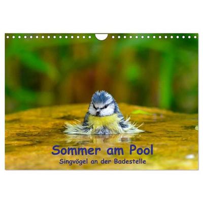 Sommer am Pool - Singvögel an der Badestelle (Wandkalender 2027 DIN A4 quer), CALVENDO Monatskalender