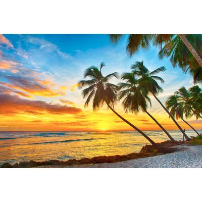 Fototapete PAPERMOON "Barbados Palm Beach", bunt, B:4m L:2,6m, Vlies, Tapeten