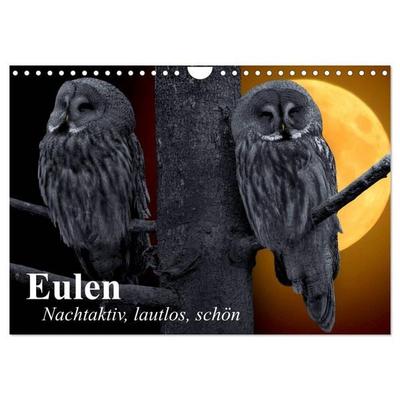 Eulen. Nachtaktiv, lautlos, schön (Wandkalender 2026 DIN A4 quer), CALVENDO Monatskalender