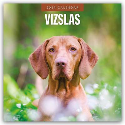 Vizslas – Magyar Vizsla – Kurzhaariger Ungarischer Vorstehhund 2027 – 16-Monatskalender