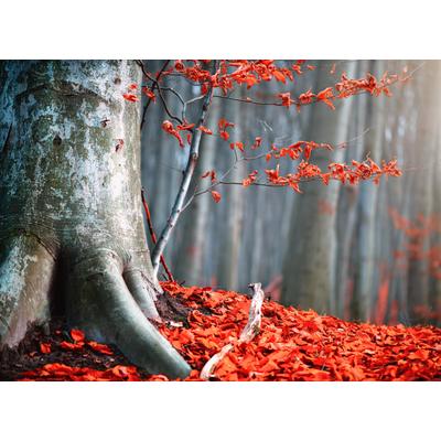 Fototapete PAPERMOON "Old Autumn Tree", bunt, B:3m L:2,23m, Vlies, Tapeten
