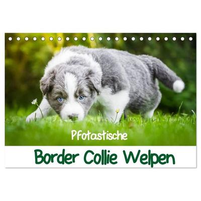 Pfotastische Border Collie Welpen (Tischkalender 2027 DIN A5 quer), CALVENDO Monatskalender