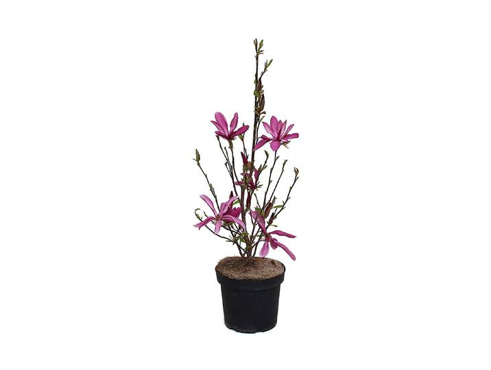 Magnolie - Magnolia Susan 80-100cm inklusive Topf