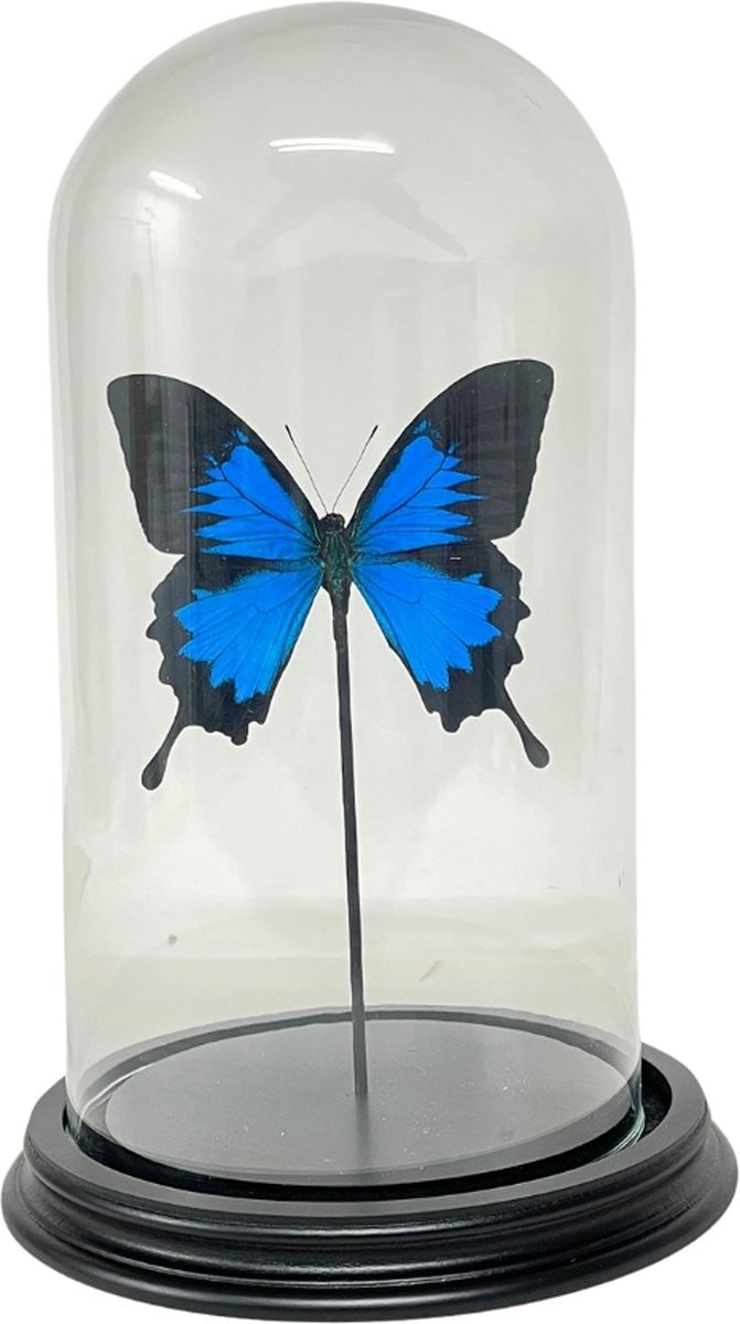 Papilio Ulysses Ulysses in glazen stolp - Blauwe grote vlinder
