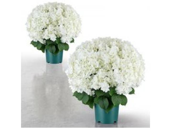 VEVOR Fleurs Artificielles en Pot, Hortensias Artificiels Blancs 508 mm, Lot de 2 Pots, pour Porche, Terrasse, Entrée et Décoration Maison, Usage Intérieur et Extérieur, Fausses Fleurs en Soie et PE