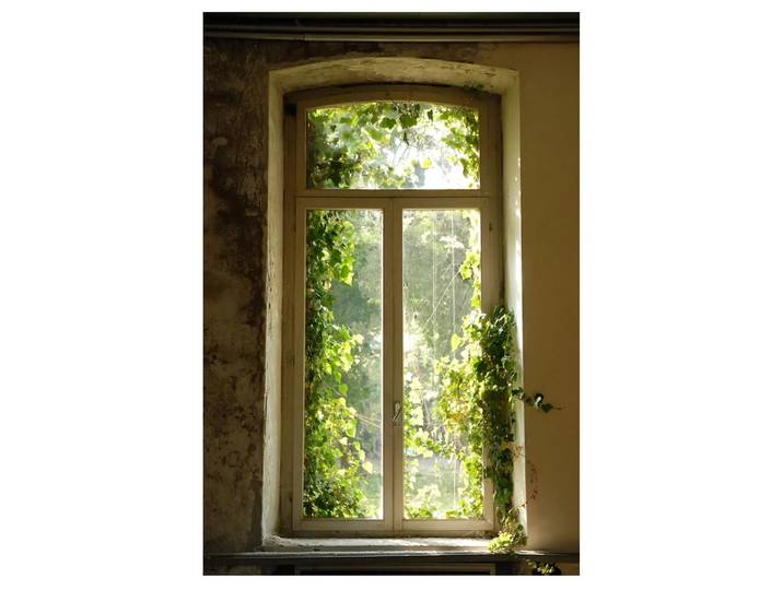 Digitaldruck auf Acrylglas Fenster mit Laub 2 image LAND