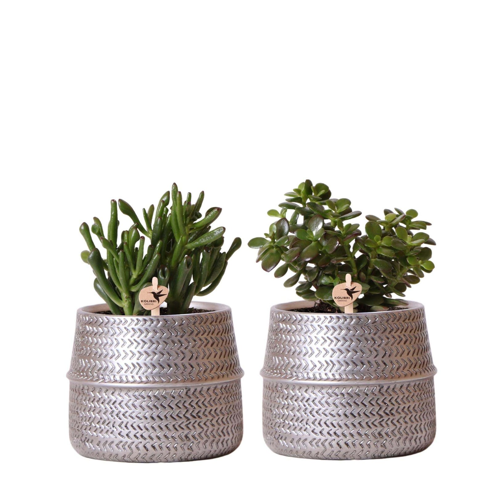 Kolibri Greens set van 2 vetplanten in decoratieve keramische potten met zilveren lijnen, potmaat 9 cm