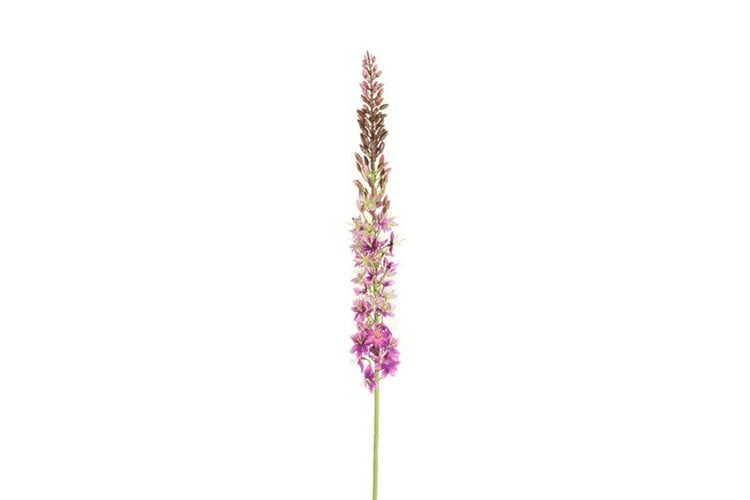 Countryfield zijden Eremurus bloem paars, 107 cm