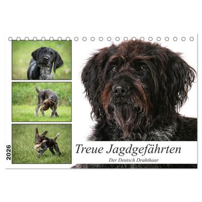 Treue Jagdgefährten - Der Deutsch Drahthaar (Tischkalender 2026 DIN A5 quer), CALVENDO Monatskalender