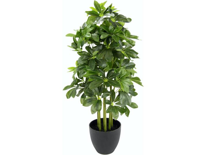 Kunstpflanze I.GE.A. Schefflerapflanze , grün, B:44cm H:83cm, Obermaterial: 70% Polyester, 30% Kunststoff, Kunstpflanzen, Kunstpflanze, im Kunststofftopf