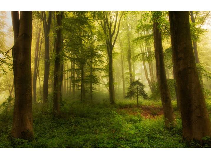 Fototapete PAPERMOON Photo-Art LEIF LONDAL, DER KLEINE BAUM , bunt, B:3m L:2,23m, Vlies, Tapeten, Fototapete