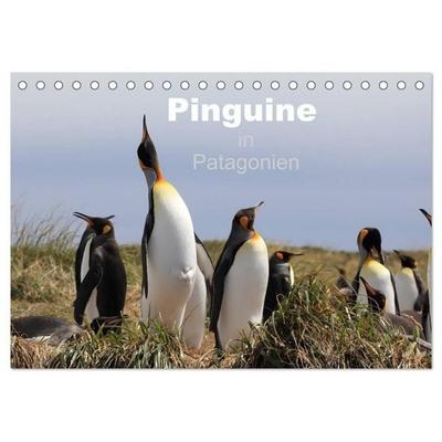 Pinguine in Patagonien (Tischkalender 2027 DIN A5 quer), CALVENDO Monatskalender