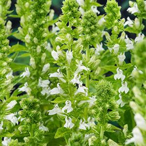 FloraSelf Moerings Lobelia Syphilitica Alba Waterlobelia in 9cm pot