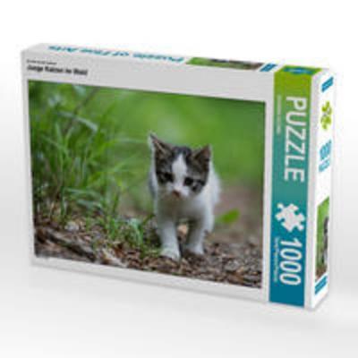 CALVENDO Puzzle Ein Motiv aus dem Kalender Junge Katzen im Wald | 1000 Teile Lege-Größe 64x48cm Foto-Puzzle für glückliche Stunden