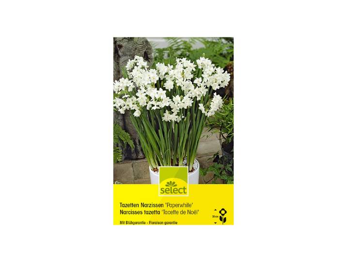 Select Blumenzwiebel Tazetten Narzissen Paperwhite